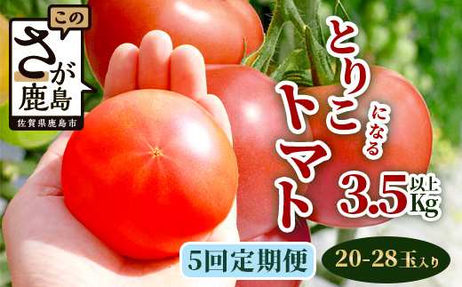 【先行予約】たにぐちファーム とりこになるトマト 【3.5kg以上×5回定期便】【2024年12月から出荷】 Ricotomato とりこになるトマト D-161