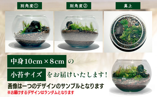 B-892　苔テラリウム　手入れ簡単 癒やしのインテリア 卓上サイズ 誕生日 プレゼント雑貨 敬老の日 贈り物 観葉植物 初心者 鹿島市産 / mossty [B-892]