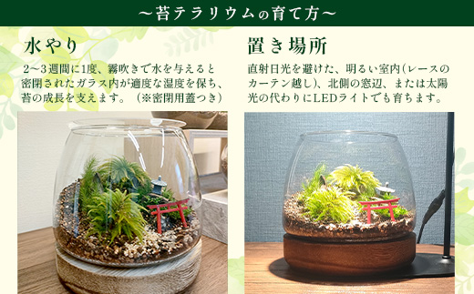 H-53　苔テラリウム　手入れ簡単 癒やしのインテリア 卓上サイズ 誕生日 プレゼント雑貨 敬老の日 贈り物 観葉植物 初心者 鹿島市産 / mossty