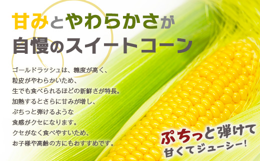 約受付【限定30セット】 スイートコーン （ゴールドラッシュ） 10～12本入 朝採れ とうもろこし トウモロコシ 野菜 糖度17~18℃以上 鹿島市産 佐賀県産 春 夏 旬【2025年6月上旬～順次発送】 B-319