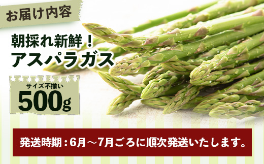 【先行受付】（お届けは2026年6月～7月頃）新鮮朝獲れ！！鹿島市産 アスパラガス 合計500g 【美味しい野菜で彩を】アスパラ 野菜 やさい 九州 国産 佐賀　B-854
