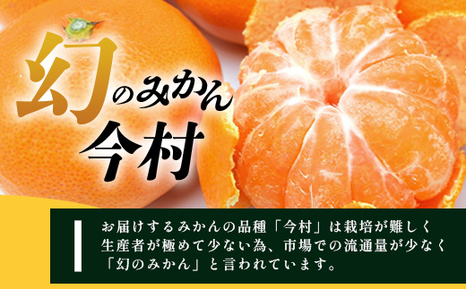 B-345《まぼろしのみかん》鹿島 平倉果樹園のみかん『今村』 約5.5kg サイズ混合 みかん 希少 幻 まぼろし 蜜柑 ミカン オレンジ フルーツ 果物 高糖系 平均糖度12度 佐賀県 鹿島市 人気 おすすめ 送料無料【2026年2月上旬から2月末まで配送】 B-345