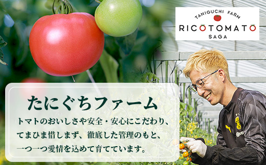 【先行予約】 たにぐちファーム とりこになるトマト 3.5kg以上【2024年12月より発送開始】 Ricotomato トマト B-665