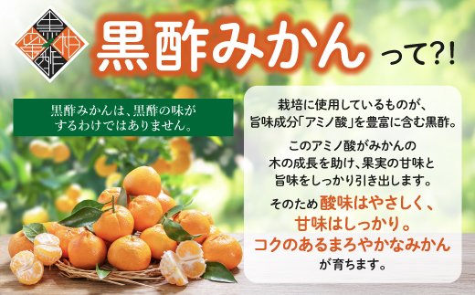 かねひろの黒酢みかん【5kg S～2L サイズ別】先行予約《11月下旬～1月上旬頃発送予定》温州みかん ふるさと納税 みかん 5kg 少量 大容量 フルーツ 甘い ジューシー 果物 蜜柑 お取り寄せ 農家直送 国産 九州 佐賀県 鹿島市 送料無料 A-230