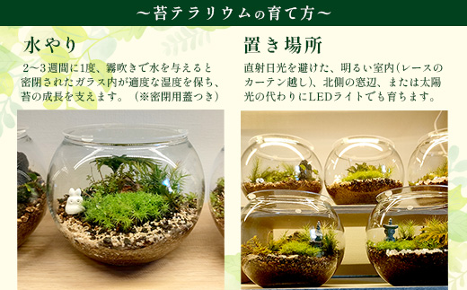 B-892　苔テラリウム　手入れ簡単 癒やしのインテリア 卓上サイズ 誕生日 プレゼント雑貨 敬老の日 贈り物 観葉植物 初心者 鹿島市産 / mossty [B-892]