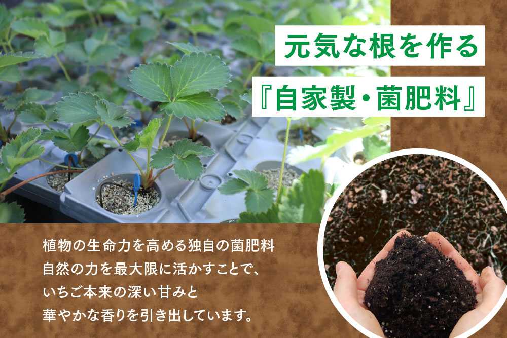 冷凍いちご 3kg（いちごさん)【佐賀県産 ブランド 冷凍いちご フレッシュ 冷凍フルーツ スムージー デザート お菓子作り シャーベット 甘い みずみずしい 無添加】(H126103)