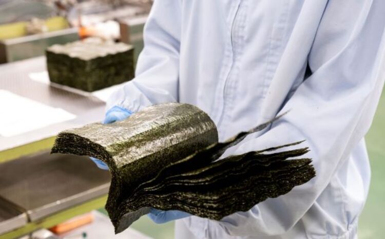 初摘み海苔 BK-33 【のり パリッと 有明海産 旨味 塩味 味付 焼き 極上 絶品 ミネラル 天然塩】(H029118)