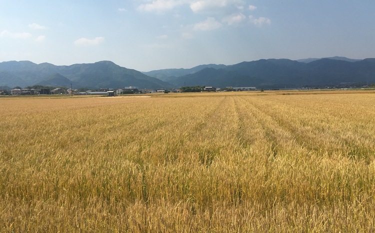 九州醤油万両の本醸造まろやか醤油といろいろ使えてうまいっ酢(D-4) 【うまいっす 1000ml たまご 7本 だし 九州 あまくち】(H016142)