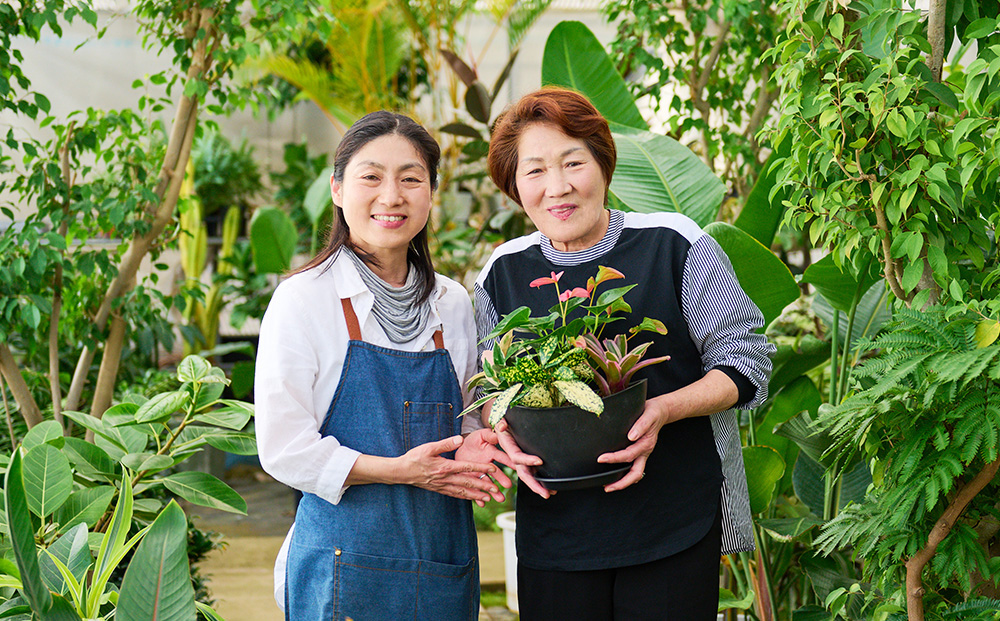 オリジナルアレンジ観葉植物　Sサイズ【寄せ植え インテリア リビング 室内 グリーン 植物 癒し リフレッシュ】 (H086104)