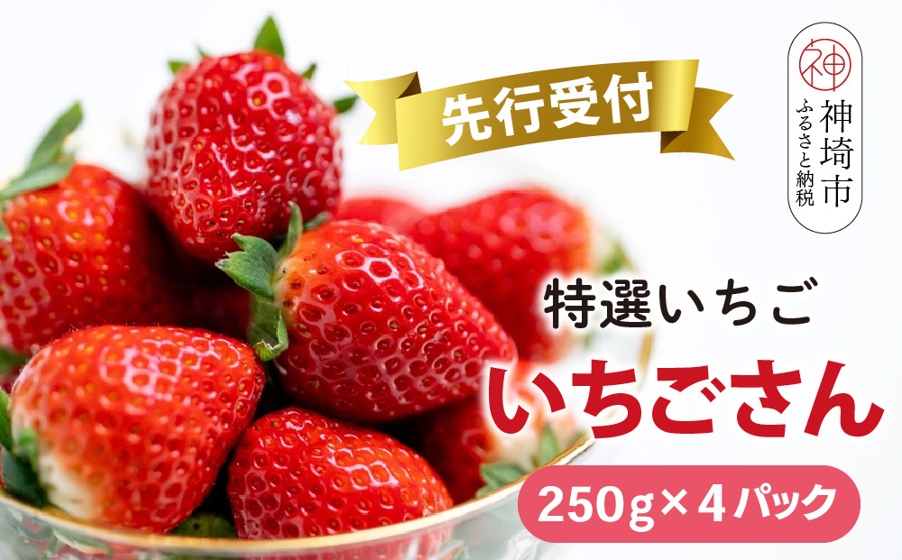 【先行受付 R7年1月中旬より発送】期間限定 特選いちご(いちごさん) 250g×4パック【苺 イチゴ ブランドいちご 朝採れ デザート スイーツ フルーツ 誕生日ケーキ バレンタイン】(H101103)