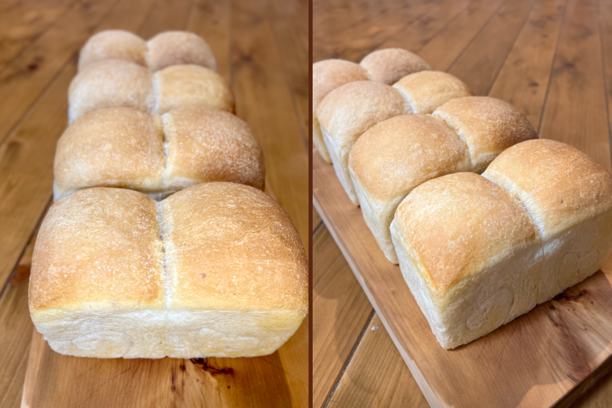自家製天然酵母の食パン 4斤【パンと器のコネル】(H094123)