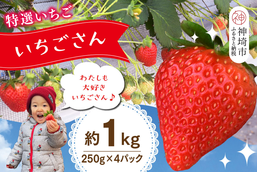 【先行受付 令和8年1月下旬より発送開始】期間限定 特選いちご(いちごさん) 250g×4パック【苺 イチゴ ブランドいちご 朝採れ デザート スイーツ フルーツ 誕生日ケーキ バレンタイン】(H101107)