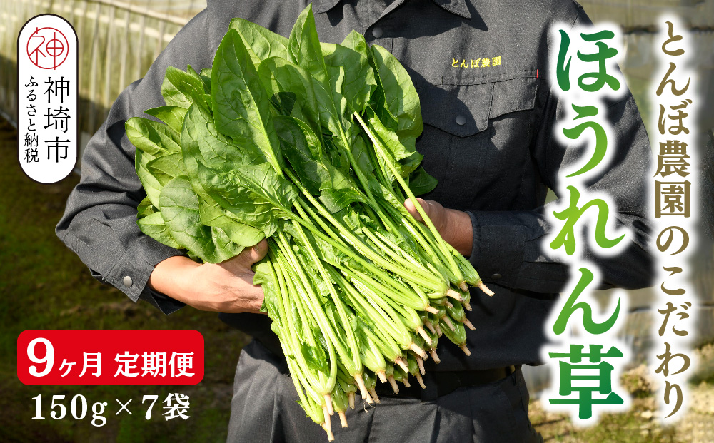 【定期便9回】ほうれん草 約1kg（150g x 7袋）【合計 約9kg】(H091121)