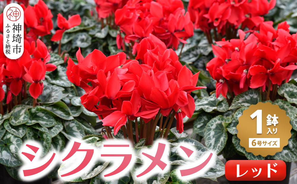 【先行受付11月20日より発送 数量・期間限定】 鉢花 シクラメン レッド 6号鉢 【鉢花 シクラメン 冬のギフト ふるさと納税】(H069113)