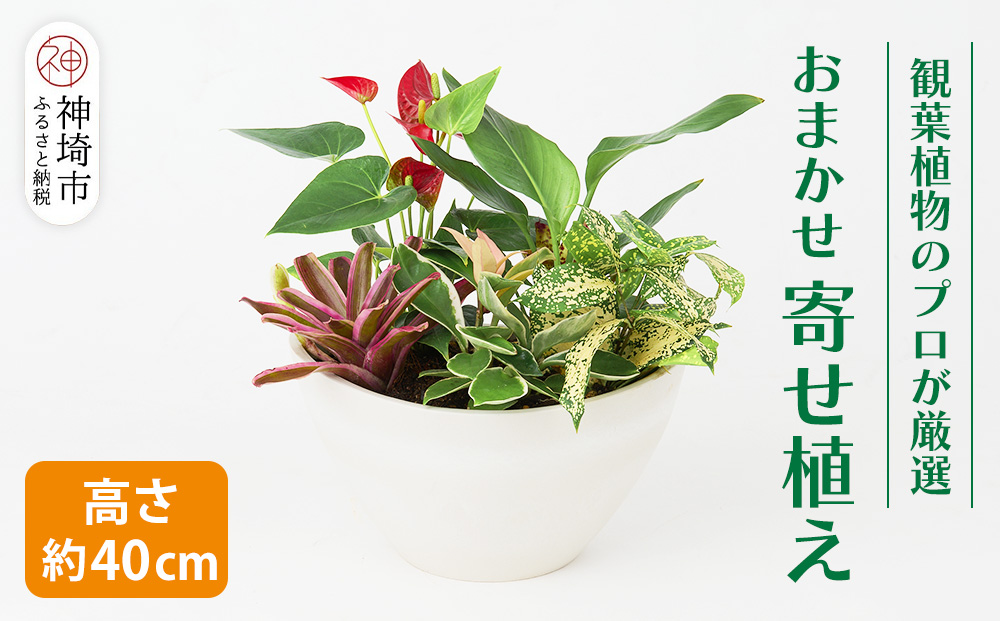 オリジナルアレンジ観葉植物　Mサイズ【寄せ植え インテリア リビング 室内 グリーン 植物 癒し リフレッシュ】 (H086105)