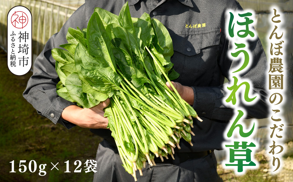 ほうれん草 約1.8kg（150g x 12袋）【ハウス栽培 産地直送 クール便 佐賀県脊振山麓産】(H091114)