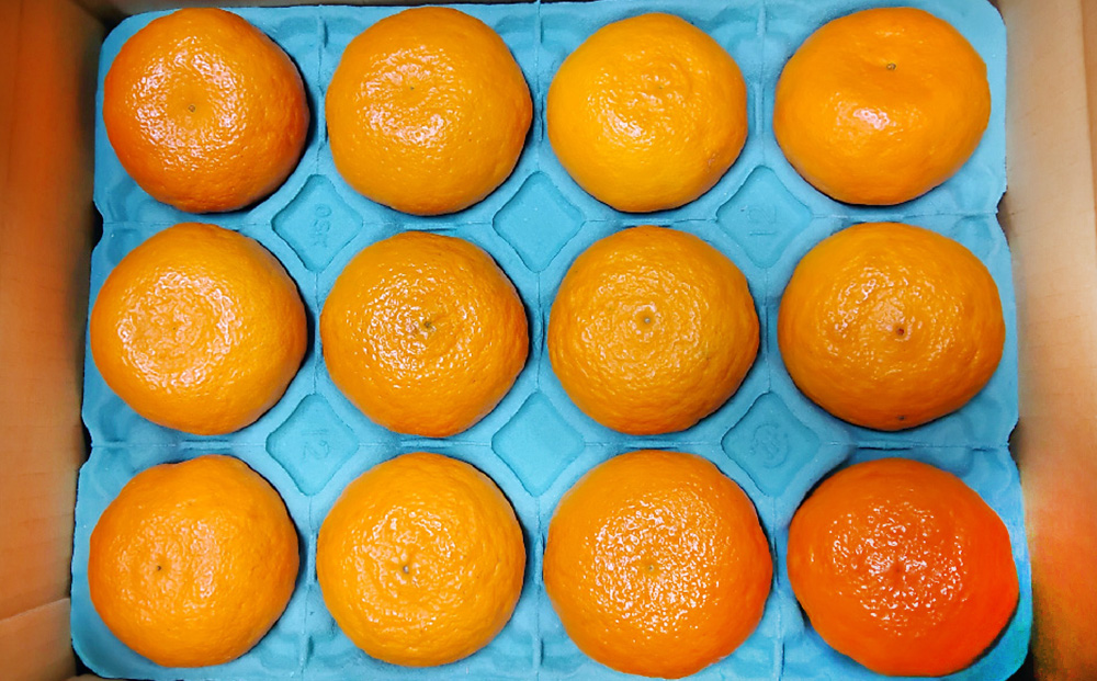 【2026年4月上旬より発送開始】南津海(なつみ)みかん 2.5kg【みかん 柑橘 オレンジ ポンカン フルーツ デザート 果汁】(H116155)