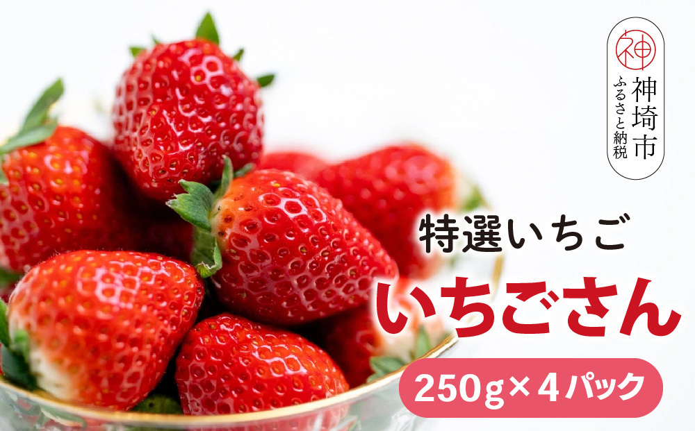 【先行受付 令和8年1月下旬より発送開始】期間限定 特選いちご(いちごさん) 250g×4パック【苺 イチゴ ブランドいちご 朝採れ デザート スイーツ フルーツ 誕生日ケーキ バレンタイン】(H101107)