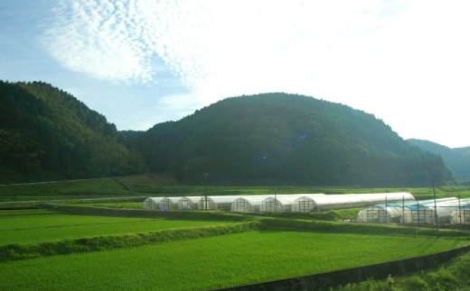 ほうれん草 約3kg（150g x 20袋）【ハウス栽培 産地直送 クール便 佐賀県脊振山麓産】(H091115)