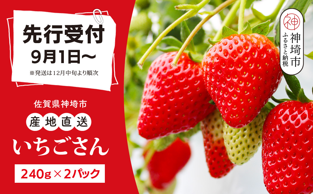 【先行受付 令和7年12月中旬より発送】【農家直送】いちごさん240g×2パック【佐賀県産 国産 人気 いちご おいしい スイーツ 果物 ブランド】(H124101)