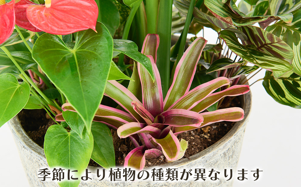 オリジナルアレンジ観葉植物　Lサイズ【寄せ植え インテリア リビング 室内 グリーン 植物 癒し リフレッシュ】 (H086106)