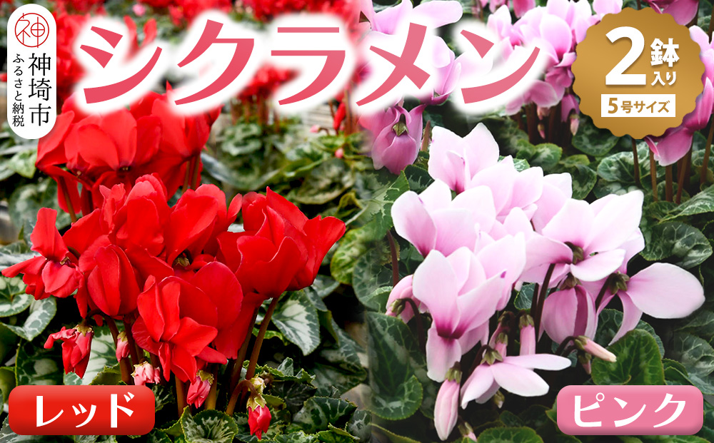 【先行受付11月20日より発送 数量・期間限定】 鉢花 シクラメン レッド・ピンク 5号鉢×2鉢 【鉢花 シクラメン 冬のギフト ふるさと納税】(H069110)