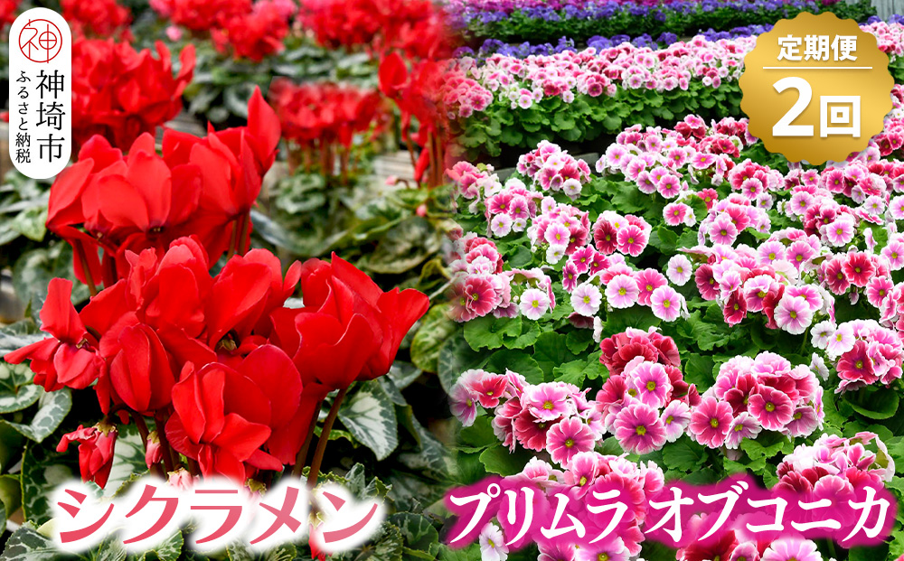 【先行受付11月20日より発送 数量・期間限定】 鉢花 定期便 2回(11月・1月) 【鉢花 ふるさと納税 定期便】(H069116)