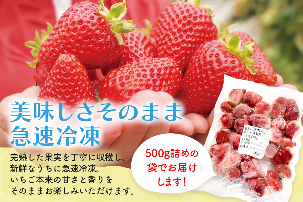 冷凍いちご(いちごさん)1kg(500g×2)【佐賀県 いちごさん 冷凍いちご 新鮮 果実 加工 甘さ 香り デザート スムージー ソース】(H116229)