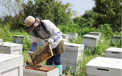 国産はちみつ(神埼産)百花蜜 450g 【贈り物 黄金色 自家製 疲労回復 美容 栄養 花の蜜 純粋 九州産】(H050127)