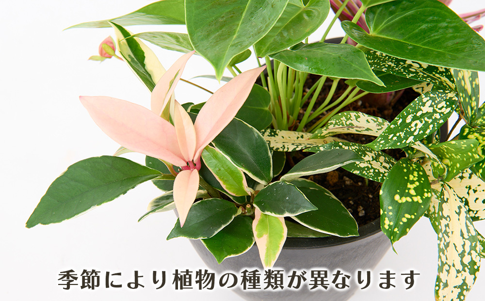 オリジナルアレンジ観葉植物　Sサイズ【寄せ植え インテリア リビング 室内 グリーン 植物 癒し リフレッシュ】 (H086104)