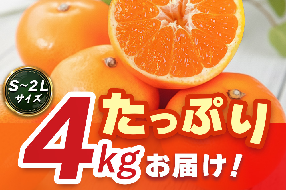 ã2026幎10æäžæ¬ããçºééå§ãäœè³çŸäºº(ã¿ãã) 4kg Sã2Lãµã€ãºãã¿ãã ãã©ã³ãã¿ãã ææ© é
žå³ ãã«ãŒã ãã¶ãŒãã(H116142)
