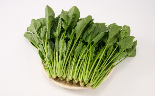 ほうれん草 1kg バラ詰め（大きな袋に1kg）【ハウス栽培 産地直送 クール便 佐賀県脊振山麓産】(H091116)