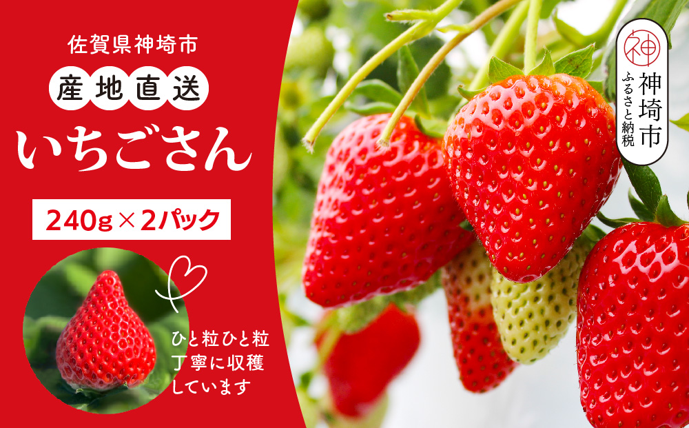 【令和7年12月中旬より発送】【農家直送】いちごさん240g×2パック【佐賀県産 国産 人気 いちご おいしい スイーツ 果物 ブランド】(H124101)