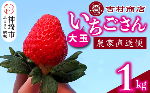 【令和7年1月中旬より順次発送】大玉いちごさん 4パック 約1kg (平詰め・2P×2箱) 【大玉 いちご 苺 いちごさん 農家発送 朝採れ 甘い お菓子作り フルーツ】(H098106)