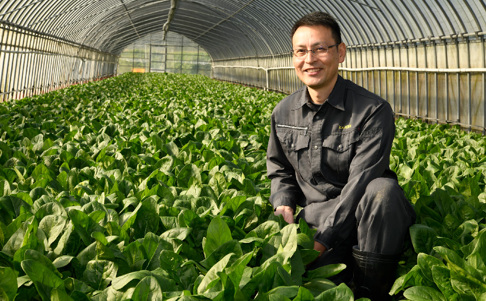 ほうれん草 約1kg（150g x 7袋）【ハウス栽培 産地直送 クール便 佐賀県脊振山麓産】(H091113)