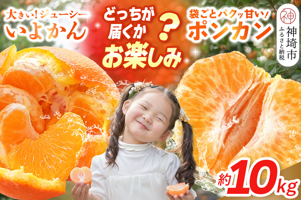 【2027年1月中旬より発送開始】伊予柑orポンカン 約10kg【みかん 柑橘 ぽんかん フルーツ デザート お楽しみ】(H116157)