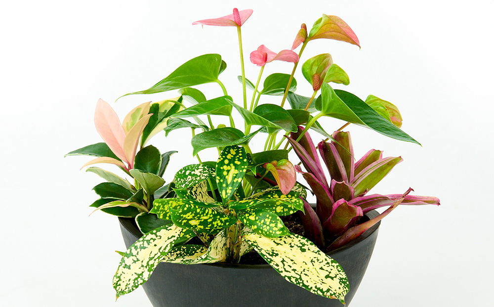 オリジナルアレンジ観葉植物　Sサイズ【寄せ植え インテリア リビング 室内 グリーン 植物 癒し リフレッシュ】 (H086104)