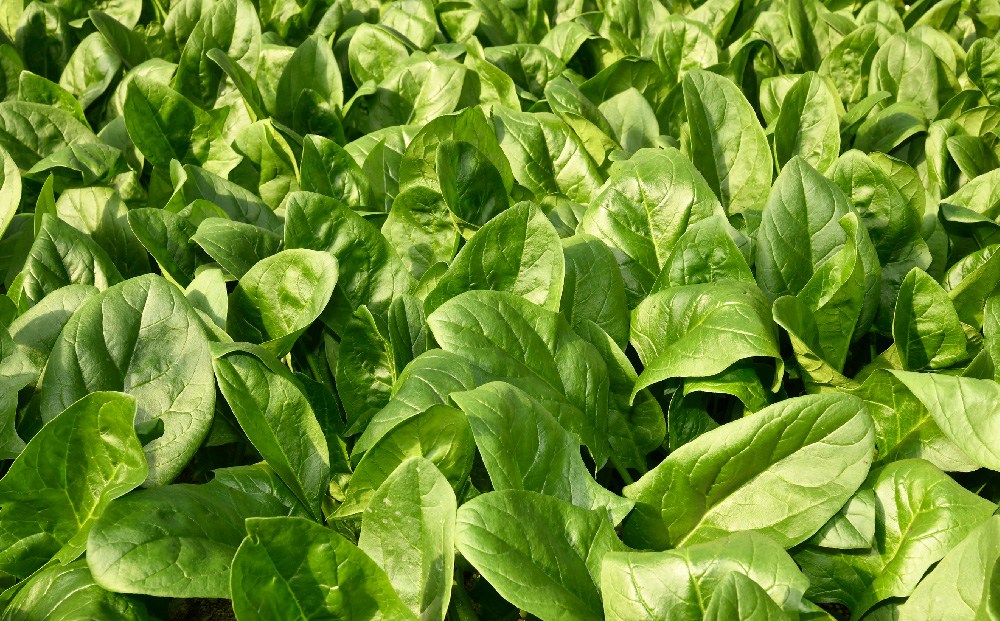 ほうれん草 約1kg（150g x 7袋）【ハウス栽培 産地直送 クール便 佐賀県脊振山麓産】(H091113)