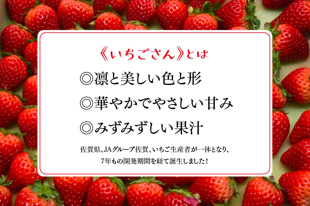 冷凍いちご 1kg(いちごさん)【佐賀県産 ブランド 冷凍いちご フレッシュ 冷凍フルーツ スムージー デザート お菓子作り シャーベット 甘い みずみずしい 無添加】(H126101)