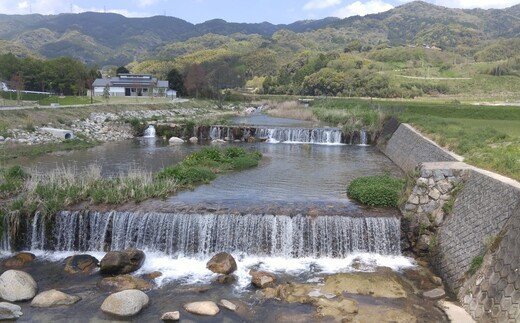 国産はちみつ(神埼産)百花蜜 1.2kg 【贈り物 黄金色 自家製 疲労回復 美容 栄養 花の蜜 純粋 九州産】(H050124)