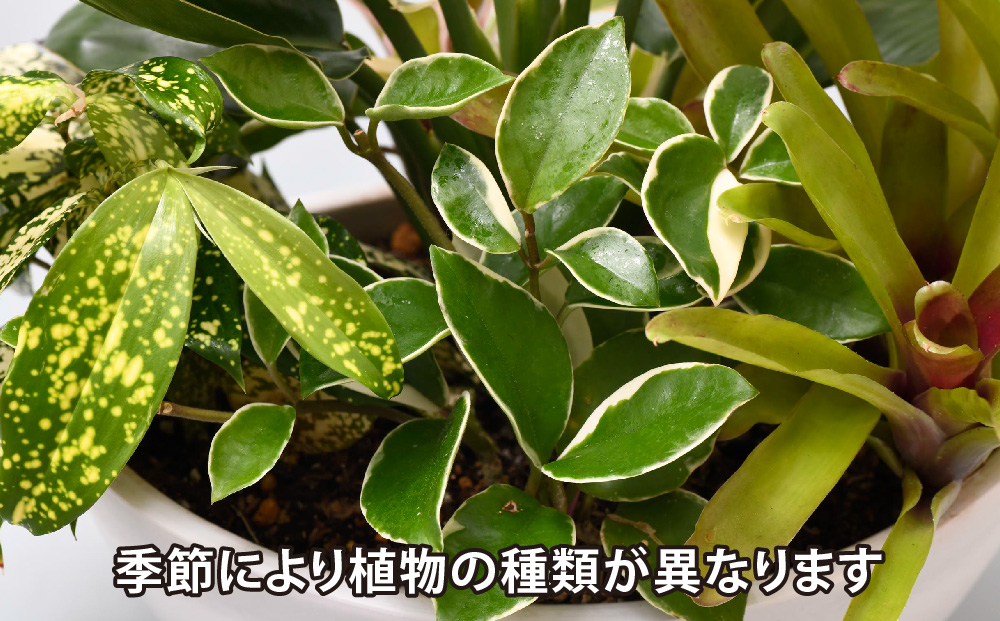 オリジナルアレンジ観葉植物　Mサイズ【寄せ植え インテリア リビング 室内 グリーン 植物 癒し リフレッシュ】 (H086105)