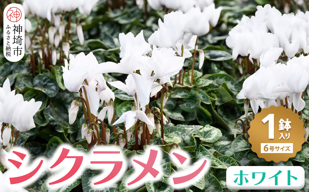 【先行受付11月20日より発送 数量・期間限定】 鉢花 シクラメン ホワイト 6号鉢 【鉢花 シクラメン 冬のギフト ふるさと納税】(H069112)