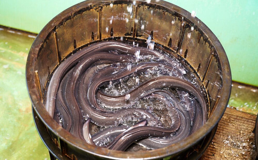 ãè·äººæçŒããåœç£ç¹å€§ããªãè²çŒ2å°ŸïŒ1å°ŸãããçŽ170gååŸïŒãåœç£ ç¹å€§ ããªã é°» ãŠãã® ãµã£ãã æãã é°»é ããã¿é°» ããªãã®ãããèž ã¿ã¬ä» åŒåœã(H097113)