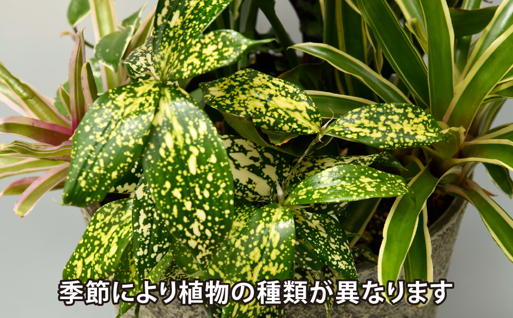 オリジナルアレンジ観葉植物　Lサイズ【寄せ植え インテリア リビング 室内 グリーン 植物 癒し リフレッシュ】 (H086106)