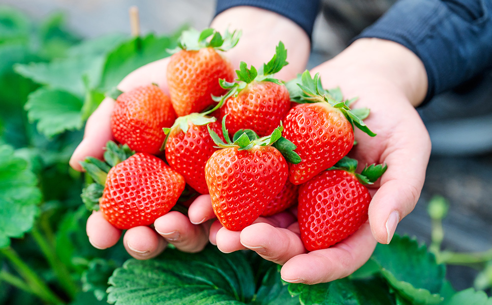 【先行受付 令和8年1月より発送開始】香月さんちのいちご(さがほのか)280g×4パック 【いちご イチゴ 苺 さがほのか 大玉 大粒フルーツ 果物  数量限定 香月農園 佐賀県産】(H017116)