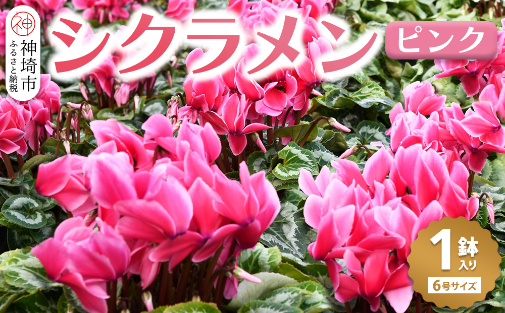 【先行受付11月20日より発送 数量・期間限定】 鉢花 シクラメン ピンク 6号鉢 【鉢花 シクラメン 冬のギフト ふるさと納税】(H069111)