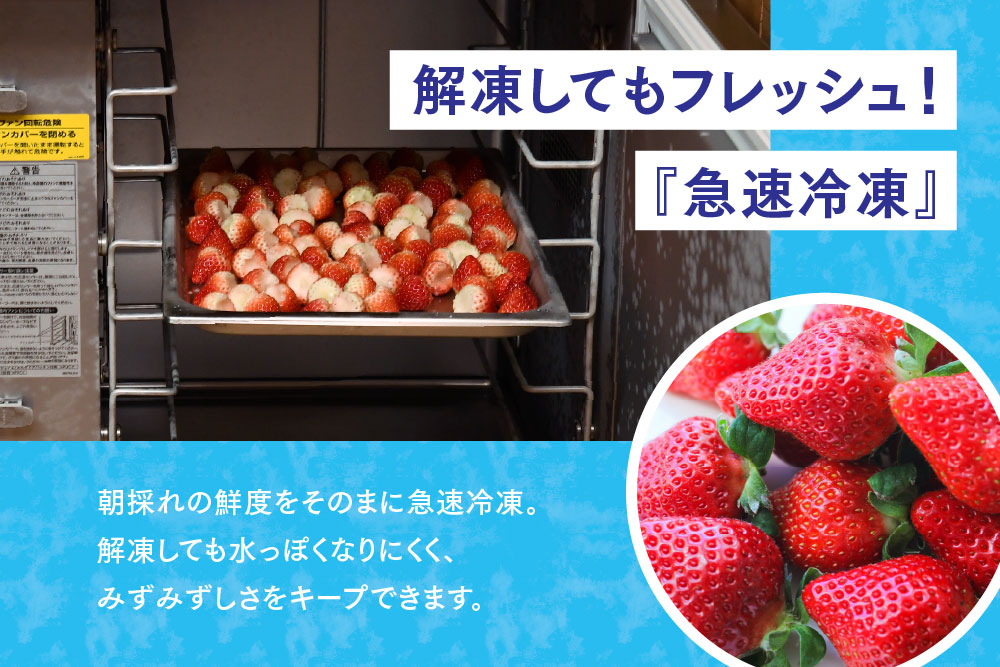 冷凍いちご 1kg(いちごさん)【佐賀県産 ブランド 冷凍いちご フレッシュ 冷凍フルーツ スムージー デザート お菓子作り シャーベット 甘い みずみずしい 無添加】(H126101)