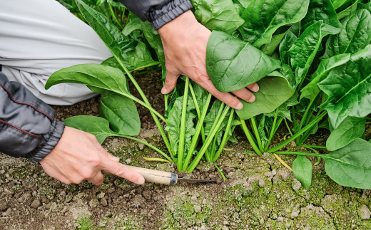 ほうれん草 約1kg（150g x 7袋）【ハウス栽培 産地直送 クール便 佐賀県脊振山麓産】(H091113)