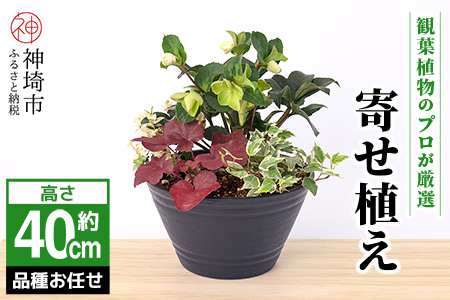 【クリスマスローズ】アレンジ観葉植物　40サイズ (H086107)