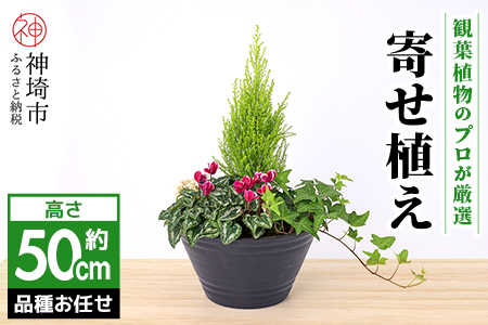 【クリスマス】アレンジ観葉植物　50サイズ (H086108)
